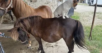 Centre Équestre de Jallais