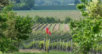 Le Cep Enchanté - Parc d'activités oenotouristiques