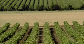 Le Cep Enchanté - Parc d'activités oenotouristiques