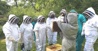 Apiculture : 13 Bees