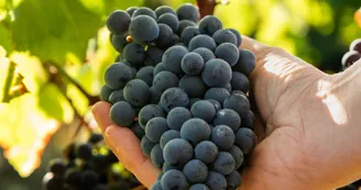 Maison Camps - Pineau Cognac