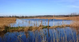 Marais de Saint-Augustin