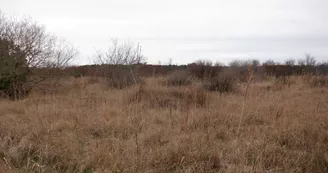 Marais de Lachenaud et Bois des Combes