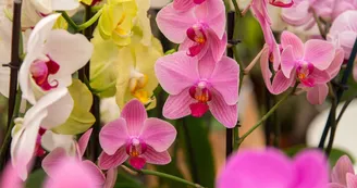 Serre tropicale des Antilles de Jonzac