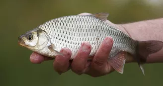 Echappée pêche à l'étang de La Rosière