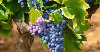 Les Raisins de l'Abbaye - Vignoble