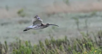 La pointe Saint-Clément
