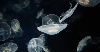 Aquarium La Rochelle
