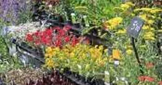 Marché de Tonnay-Charente