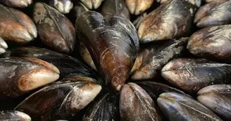 Cabane ostréicole des Bons Vivants