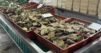 Huîtres Grolleau-Lis