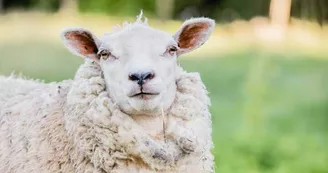 Domaine La Prenellerie