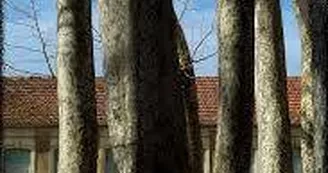 Les Platanes Centenaires du Jardin Public