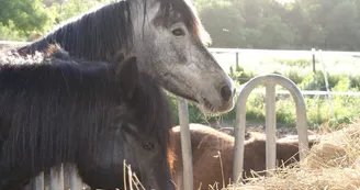 Poney Club Equi Family