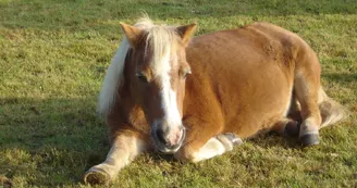 Centre équestre poney club du renouveau