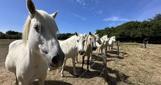Les Cavaliers d'Oléron