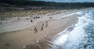 Fat Sand Bikes 17 - La Palmyre