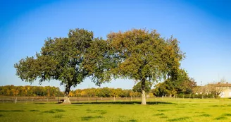 Point de vue - Le Clocher Église Saint-Pierre