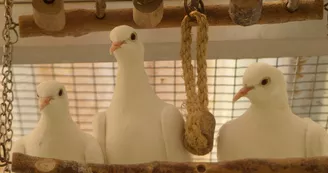 Le sanctuaire des poids plumes