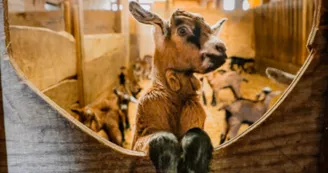 Chèvrerie Chez Boye