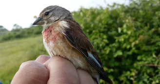Exposition : Le baguage de A à Z
