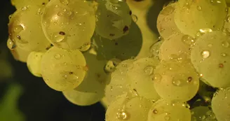 Cognac François Voyer et Cognac Vaudon