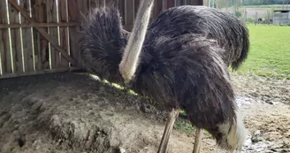 Plantes et Plumes : Elevage d'Autruches