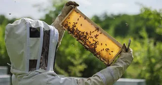 Les Apiers d'Aliénor - Ferme Apicole