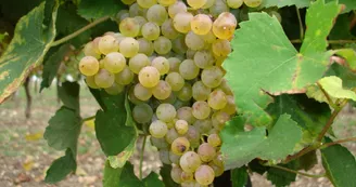 Vignoble Jean Nézereau