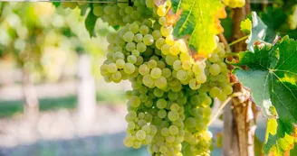 Géocaching Terra Aventura : In Vigny Veritas