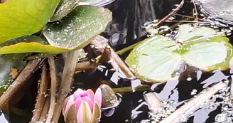 Les jardins de l'âme cham