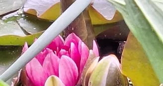 Les jardins de l'âme cham