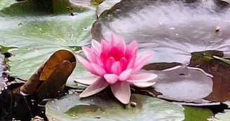 Les jardins de l'âme cham