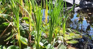 Les jardins de l'âme cham