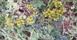 Les jardins de l'âme cham