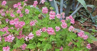 Les jardins de l'âme cham