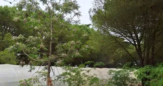 Les jardins de l'âme cham