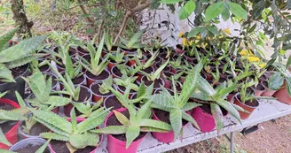 Les jardins de l'âme cham