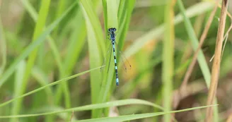Les Brandes de Soyaux