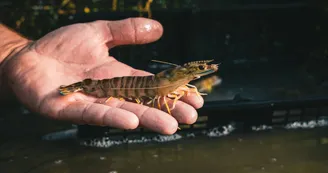 EARL Les Perles du Marais - Tom Vergnaud
