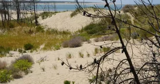 Chasse aux trésors ONF - Les secrets des palissades - Saint-trojan-les-Bains