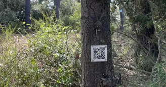 Chasse aux trésors ONF - Les secrets des palissades - Saint-trojan-les-Bains