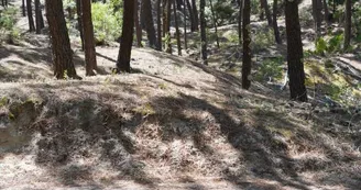 Chasse aux trésors ONF - Les secrets des palissades - Saint-trojan-les-Bains