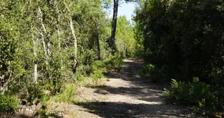 Chasse aux trésors ONF - Les secrets des palissades - Saint-trojan-les-Bains