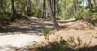 Chasse aux trésors ONF - Les secrets des palissades - Saint-trojan-les-Bains