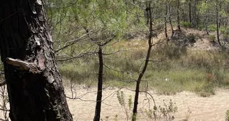 Chasse aux trésors ONF - Les secrets des palissades - Saint-trojan-les-Bains