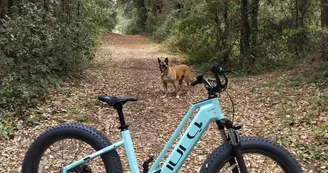 IO Dream Location - Location de vélos électriques et matériel de surf