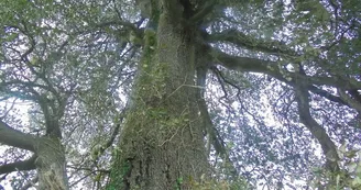 Le Chêne Vert Le Chêne Vert