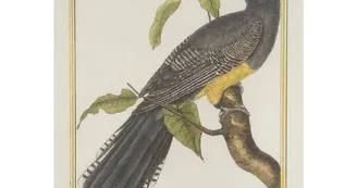 Exposition - Tangara, gélinotte et Cie - Oiseaux d'Amérique