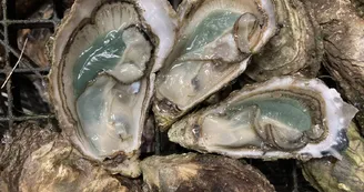 Huîtres Massé